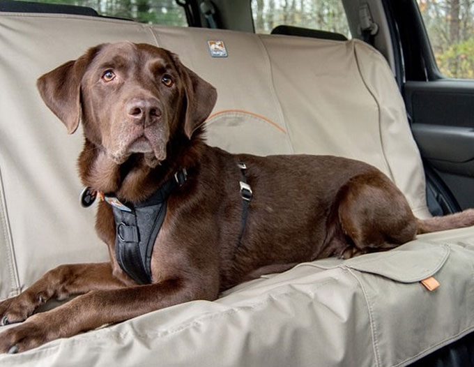 Dog Anxiety: Preemptive Signs to Watch Out For