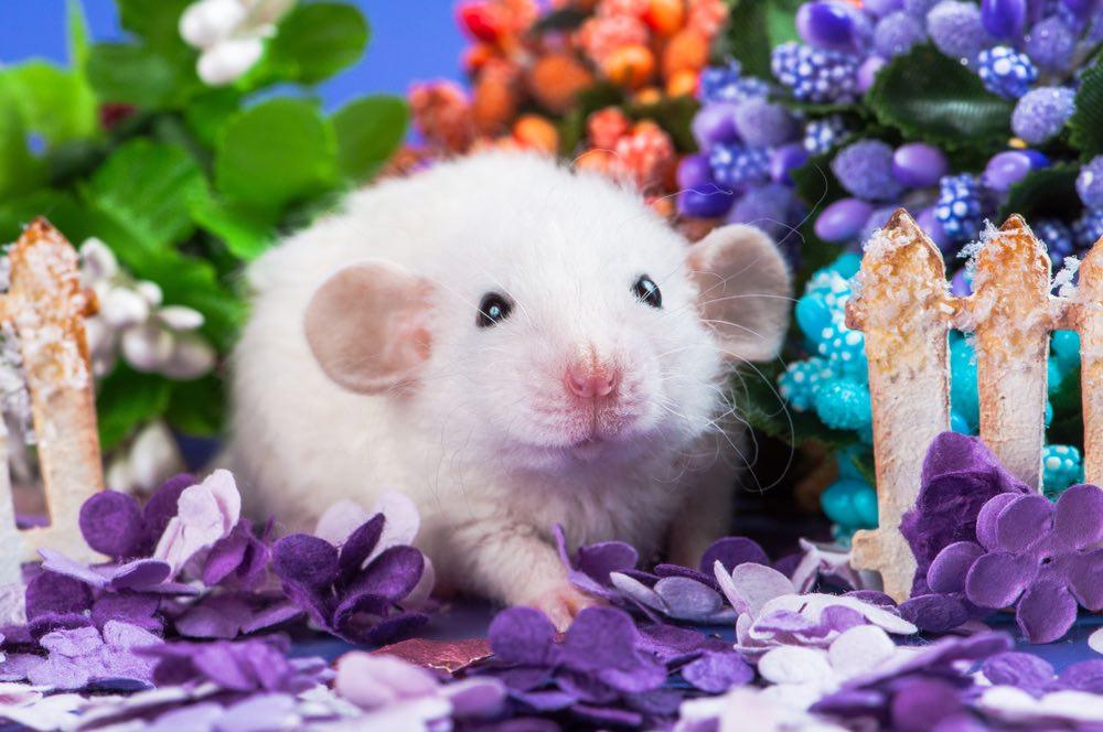 Everything You Need to Know about the Dumbo Rat