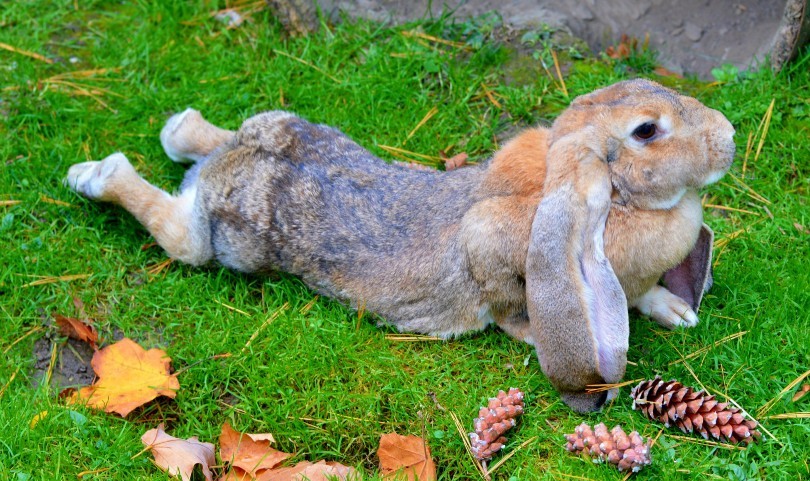Everything You Need to Know about the English Lop Rabbit