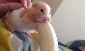 Are Bananas Good for Hamsters?