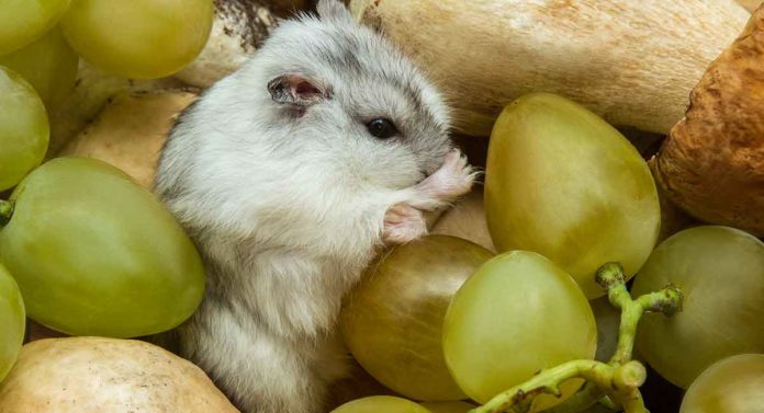 Are Grapes Good for Hamsters?