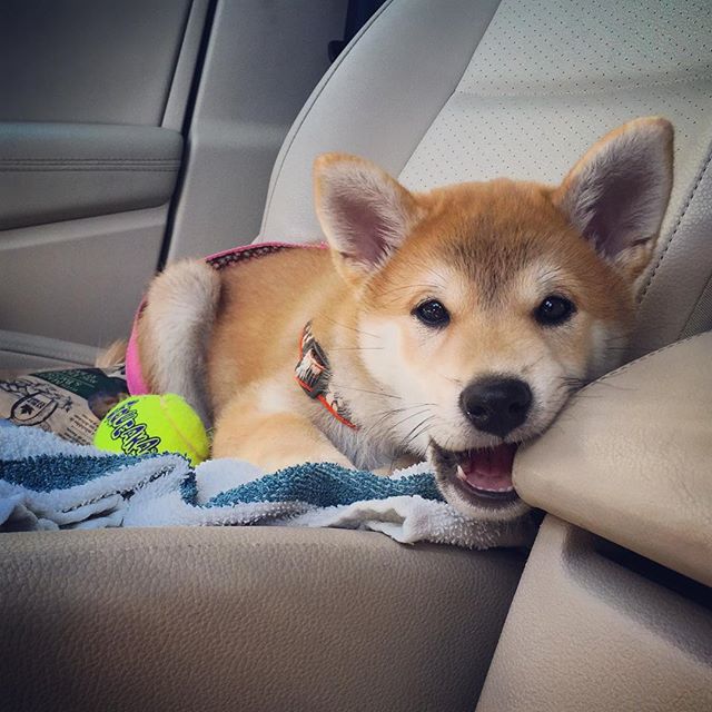 9 Tips for Fixing Dog Road Trip Anxiety