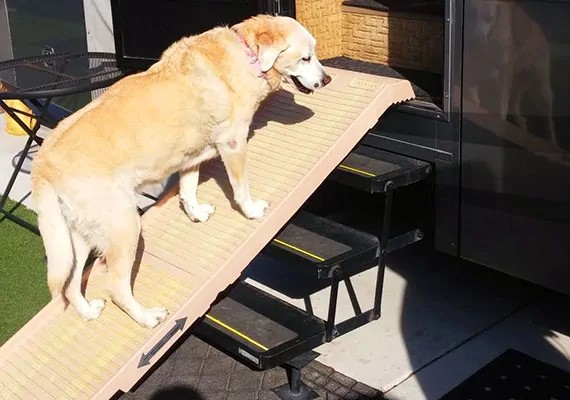 8 Dog-Proof Tricks to Stop Your Dog Falling Down the Stairs