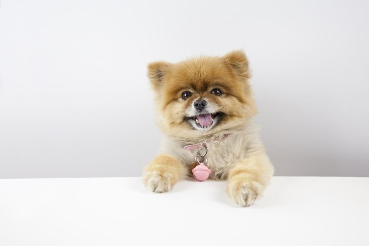 6 Reasons You Should Own Pomeranian