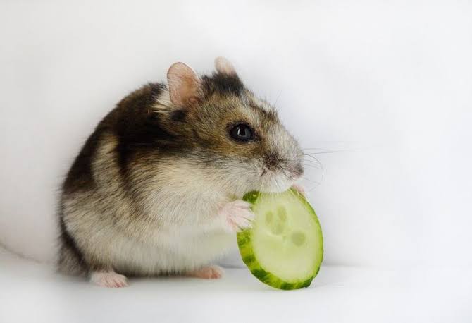 Are Cucumbers Good for Hamsters?
