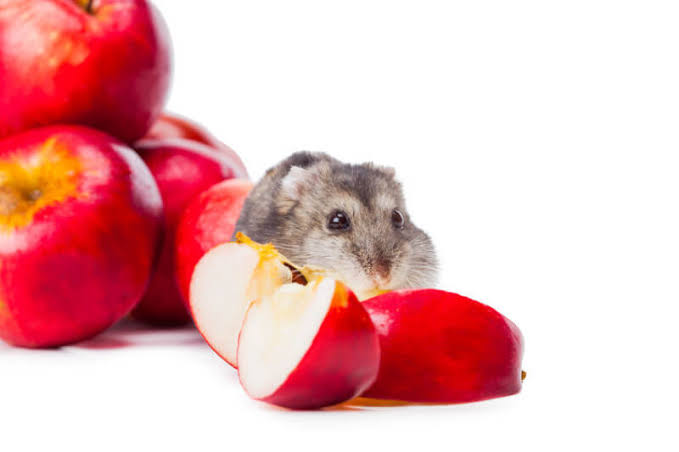 Are Apples Good for Hamsters?