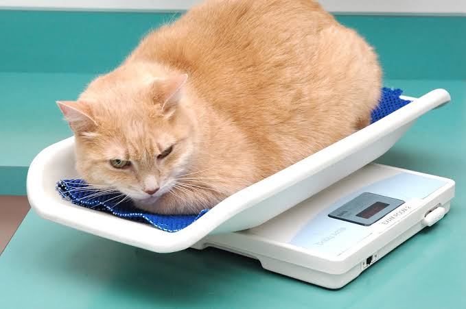 5 weight loss tips for cats