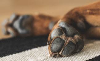 Can Dog Paws Freeze?