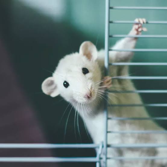 Everything you need to know about Fancy Rats