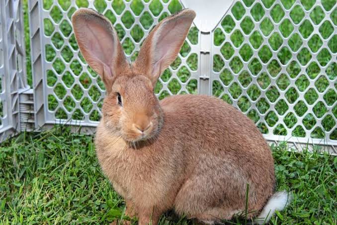 Everything you need to know about the Flemish Giant Rabbit