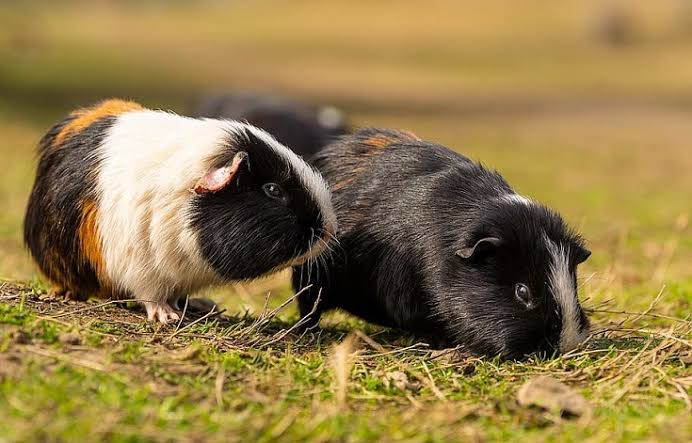 Everything you need to know about the American Guinea Pig