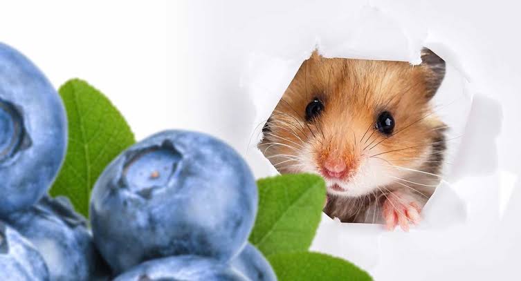 Are Blueberries Good for Hamsters?
