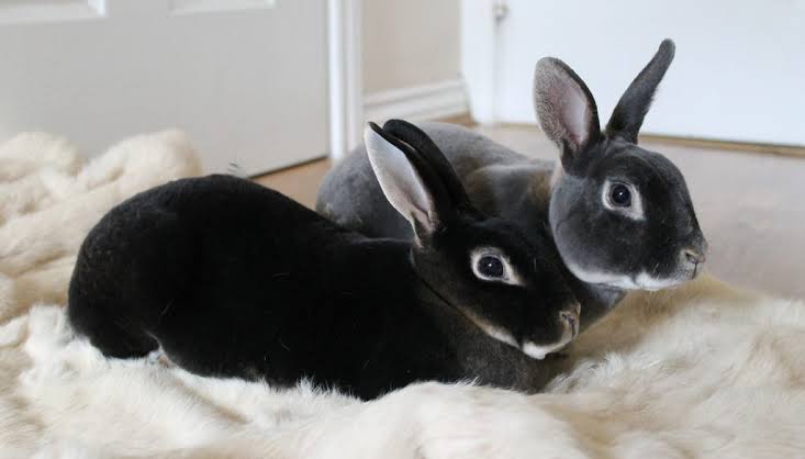 Everything you need to know about the Mini Rex Rabbit