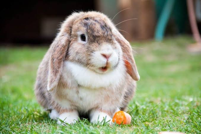 Everything you need to know about the Holland Lop Rabbit
