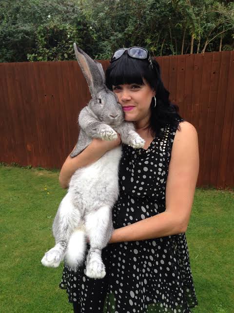 Everything you need to know about the Continental Giant Rabbit