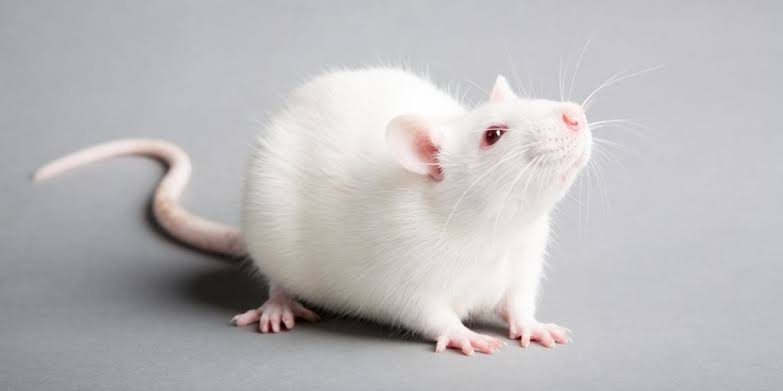 Everything you need to know about the Albino Rat