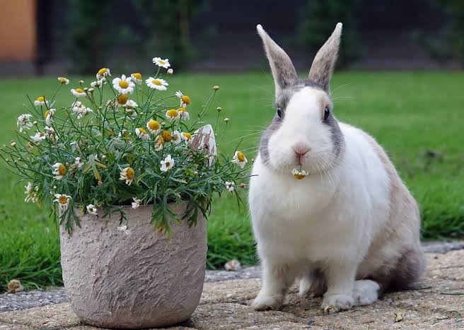 Everything you need to know about the Dutch Rabbit