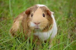 Everything you need to know about the Guinea Pig Breeds