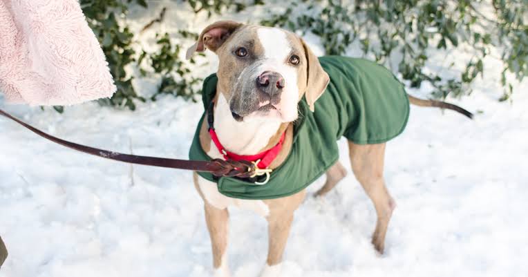 5 things you must do to protect your pets in cold weather - winter tips
